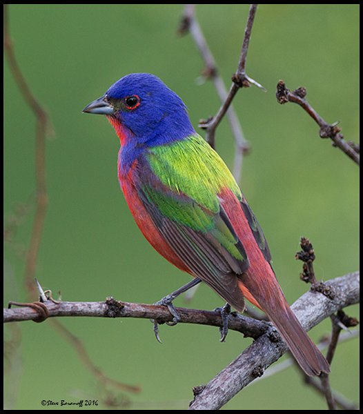 _6SB2879 painted bunting.jpg